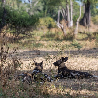 South Luangwa - Wild dogs